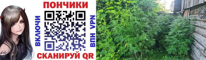 Шишки марихуана SATIVA & INDICA  дарк нет наркотические препараты  OMG ССЫЛКА  Керчь  даркнет сайт 
